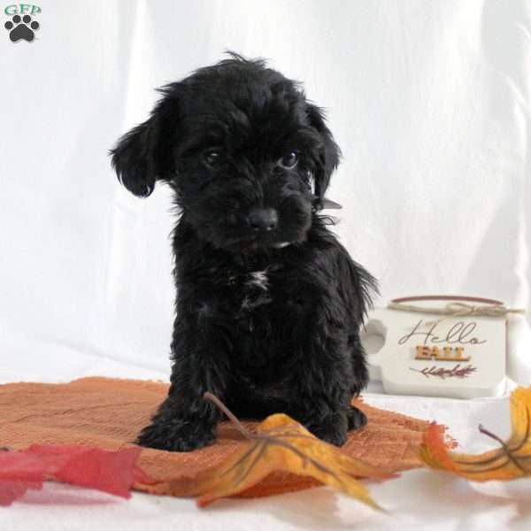 Samantha, Yorkie Poo Puppy